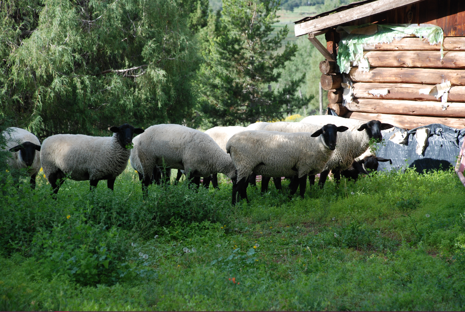 Bennett Sheep